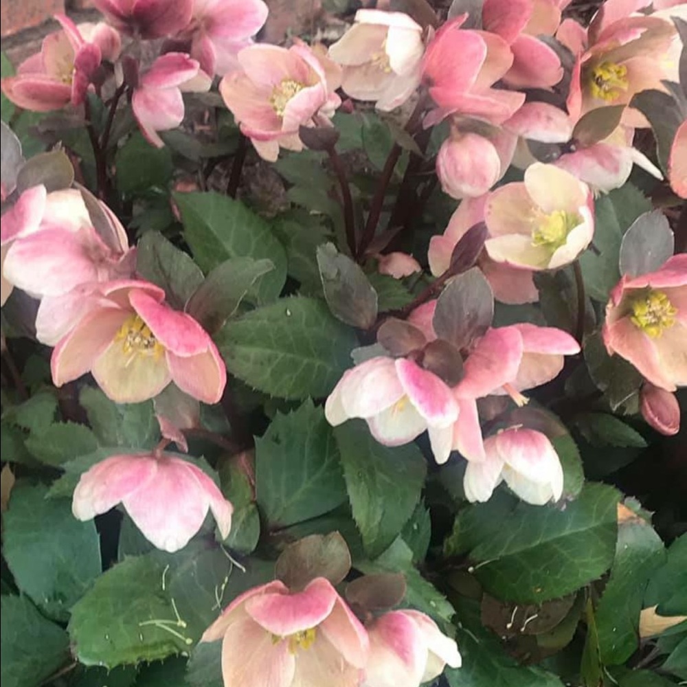 Meet your Posher, Bk